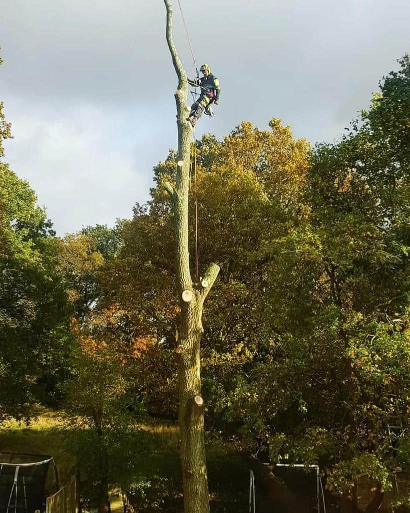 This is a photo of an operative from NS Tree Surgery Hindhead felling a tree. He is at the top of the tree with climbing gear attached about to remove the top section of the tree.
