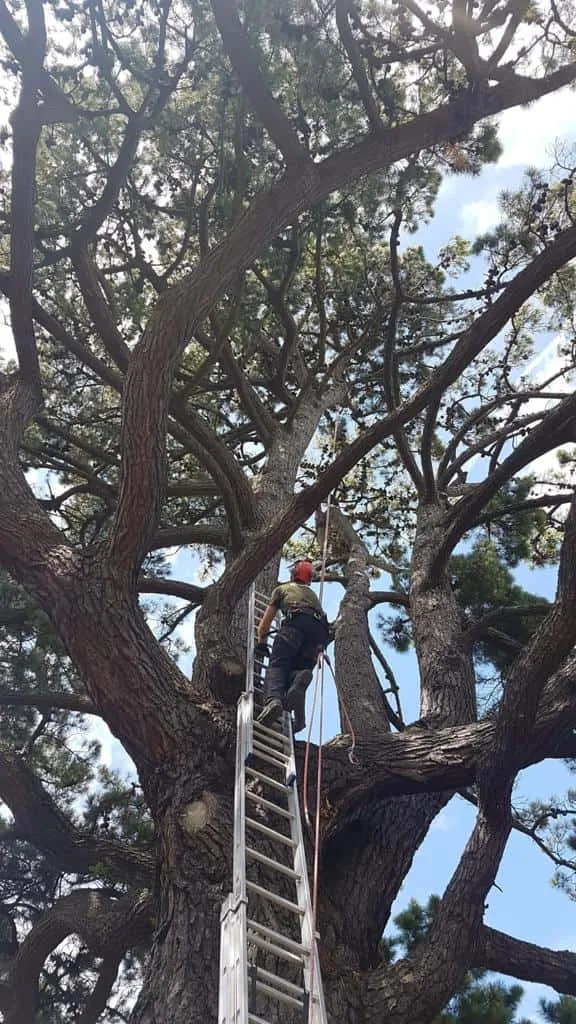 This is a photo of a very large tree with a ladder resting on it and an operative from NS Tree Surgery Hindhead climbing up it to carry out tree surgery